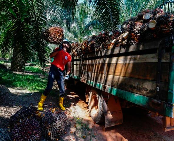 Palm oil stocks down 5.3% last month
