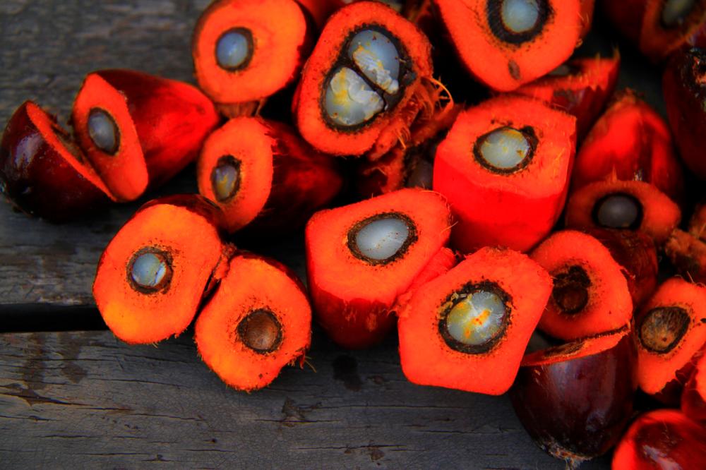 Ferrero overlooks Sime Darby Plantation’s sustainable palm oil production