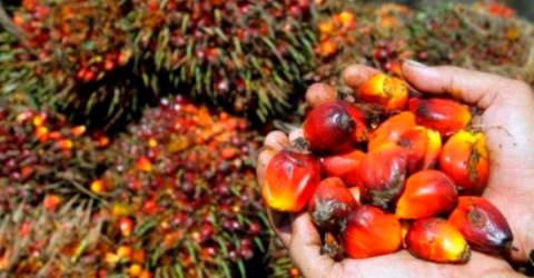 Harvested palm oil fruits.