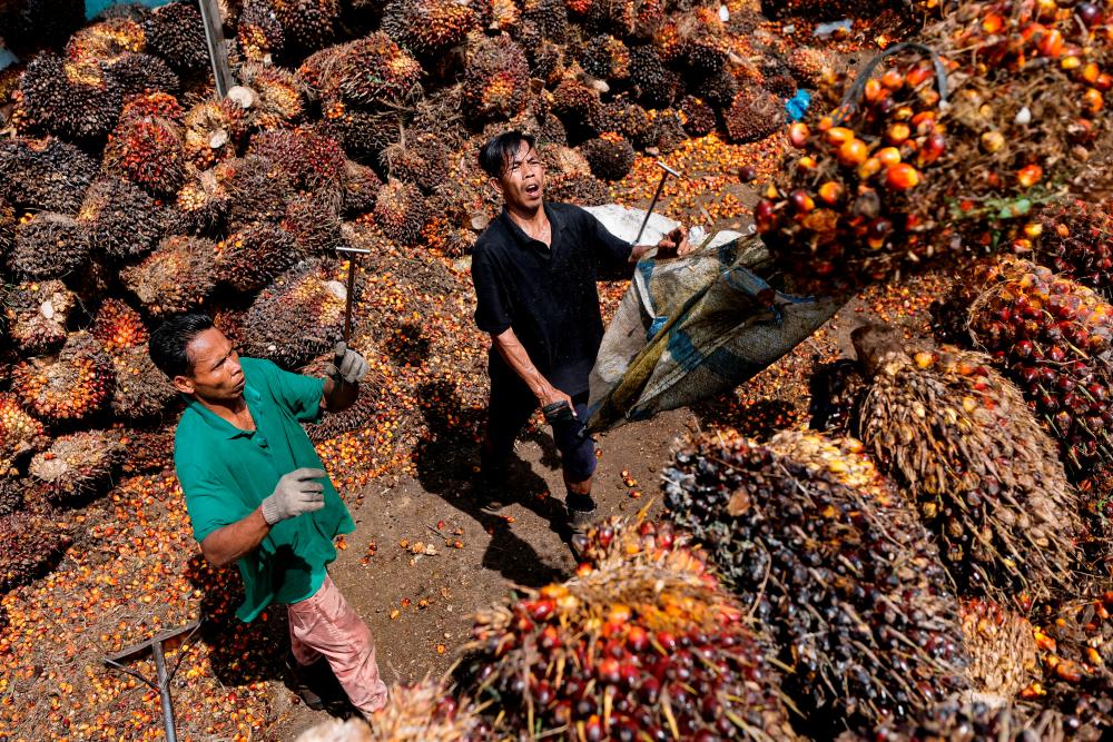 Workers loading palm oil fresh fruit bunches to be transported from the collecting site to CPO factories in Pekanbaru, Riau province, Indonesia. Small farmers in the province say prices of palm fruits are already dropping. REUTERSpix