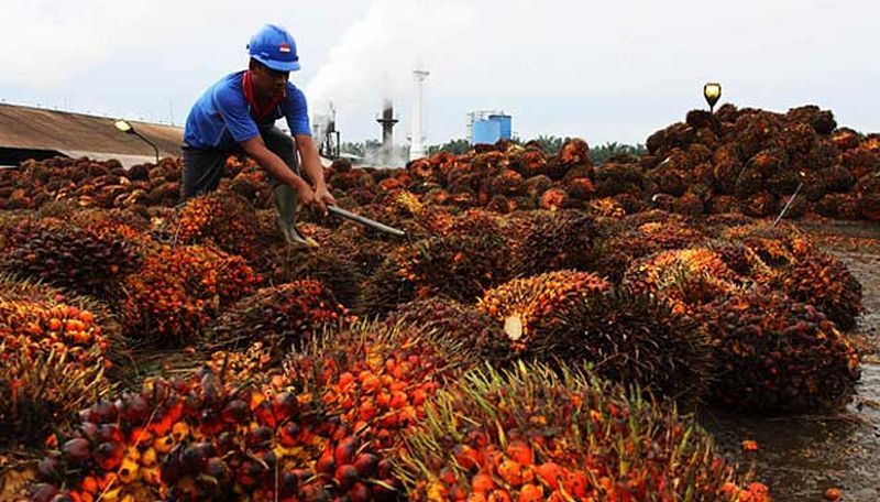 A palm oil estate workers gathering fresh fruit bunches. – REUTERSPIX