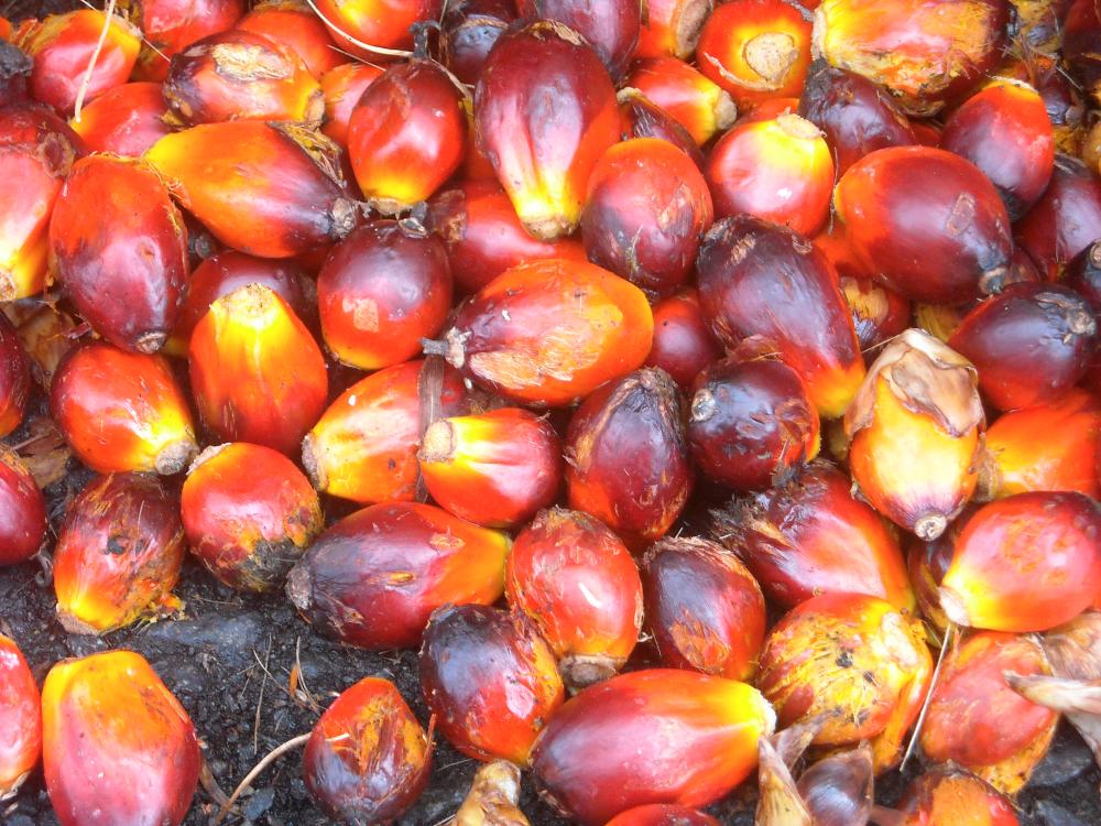 Growing appetite for Malaysian palm oil in Iran