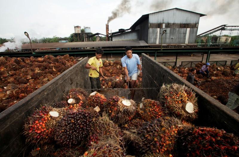 EU was Malaysia’s second largest palm oil export market last year. – Reuterspix