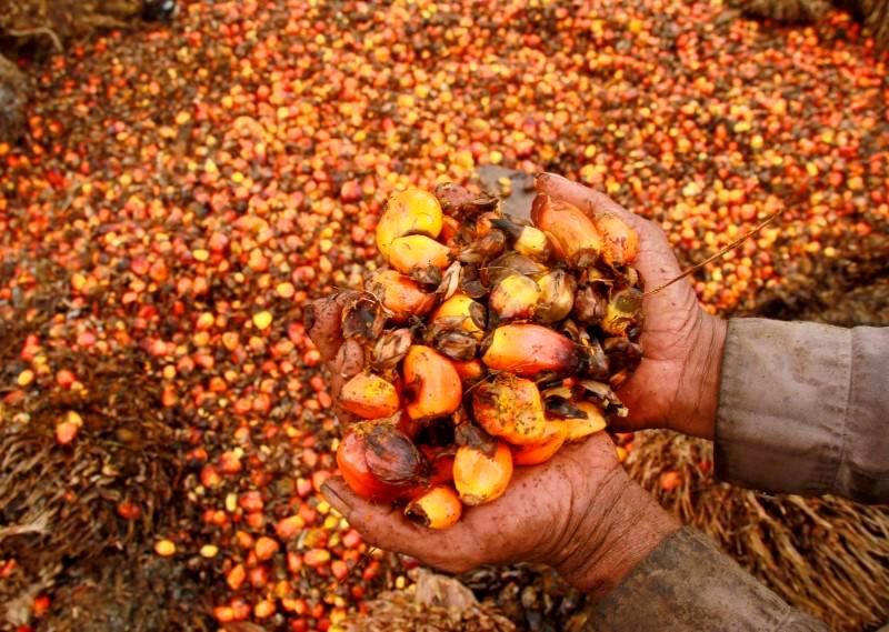 Fitch revises upwards forecast for palm oil prices