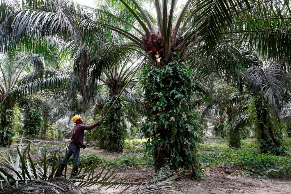 Palm hovers near 10-month low as India’s import restrictions weigh