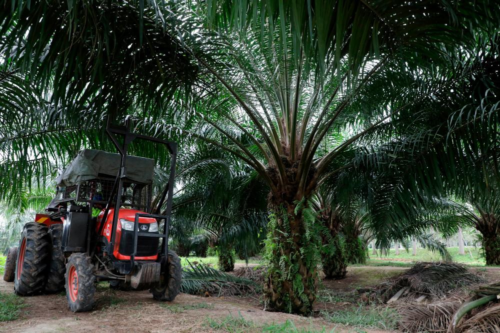 File picture of a mini tractor grabber collecting palm oil fruit at a plantation. For representation only. – REUTERSPIX
