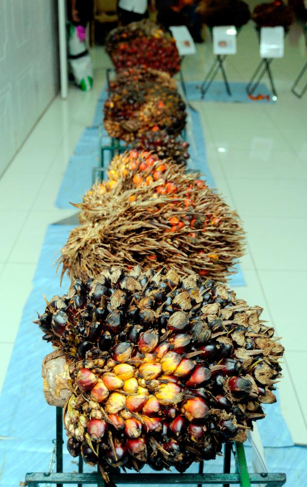 Various varieties of palm fruit on display. BERNAMAPIX