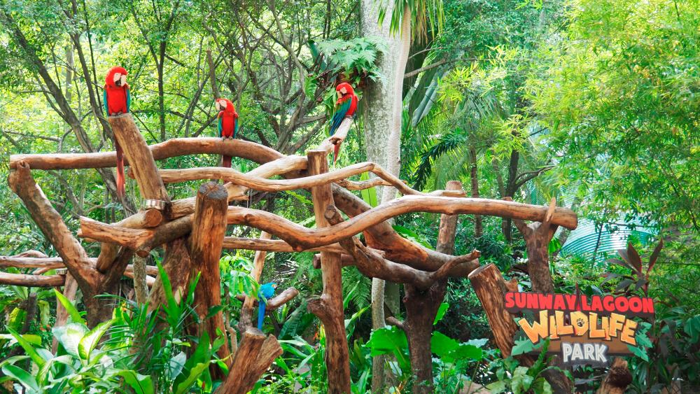 Over 140 species of animals can be found in Sunway Lagoon’s Wildlife Park.