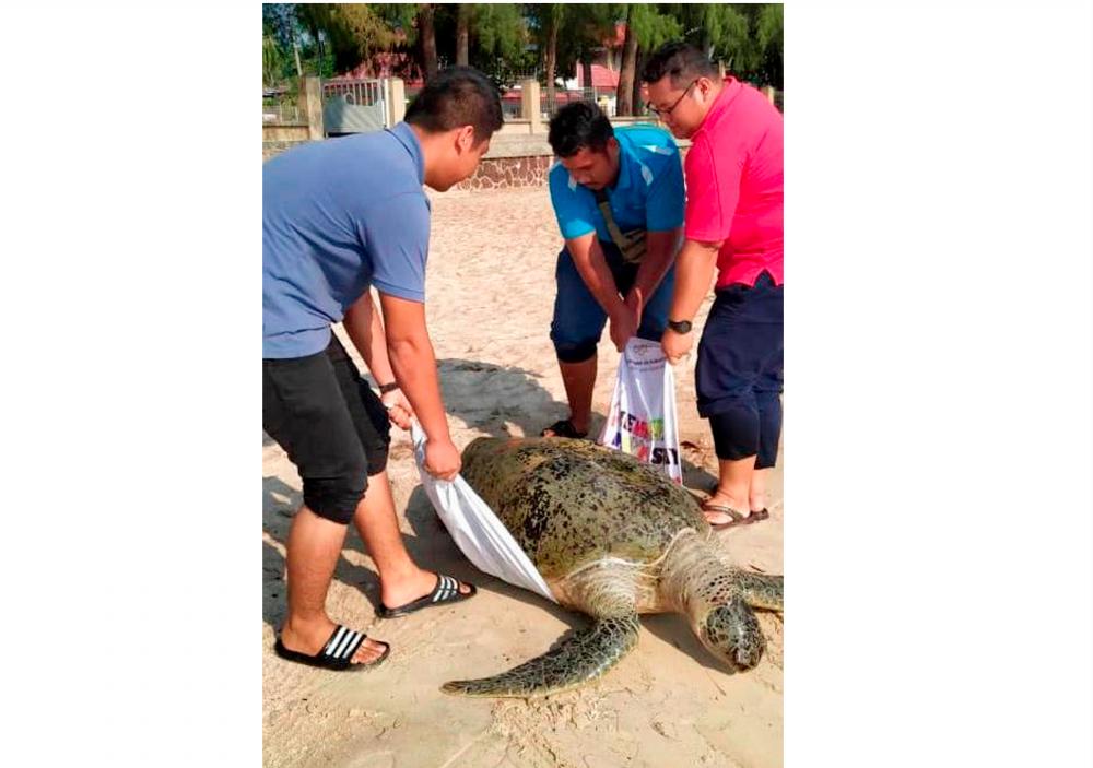 A 100-Kilogramme Green Sea Turtle (Tenyu Agar) was found dead on Teluk Kemang Beach Port Dickson on Tuesday. — Bernama