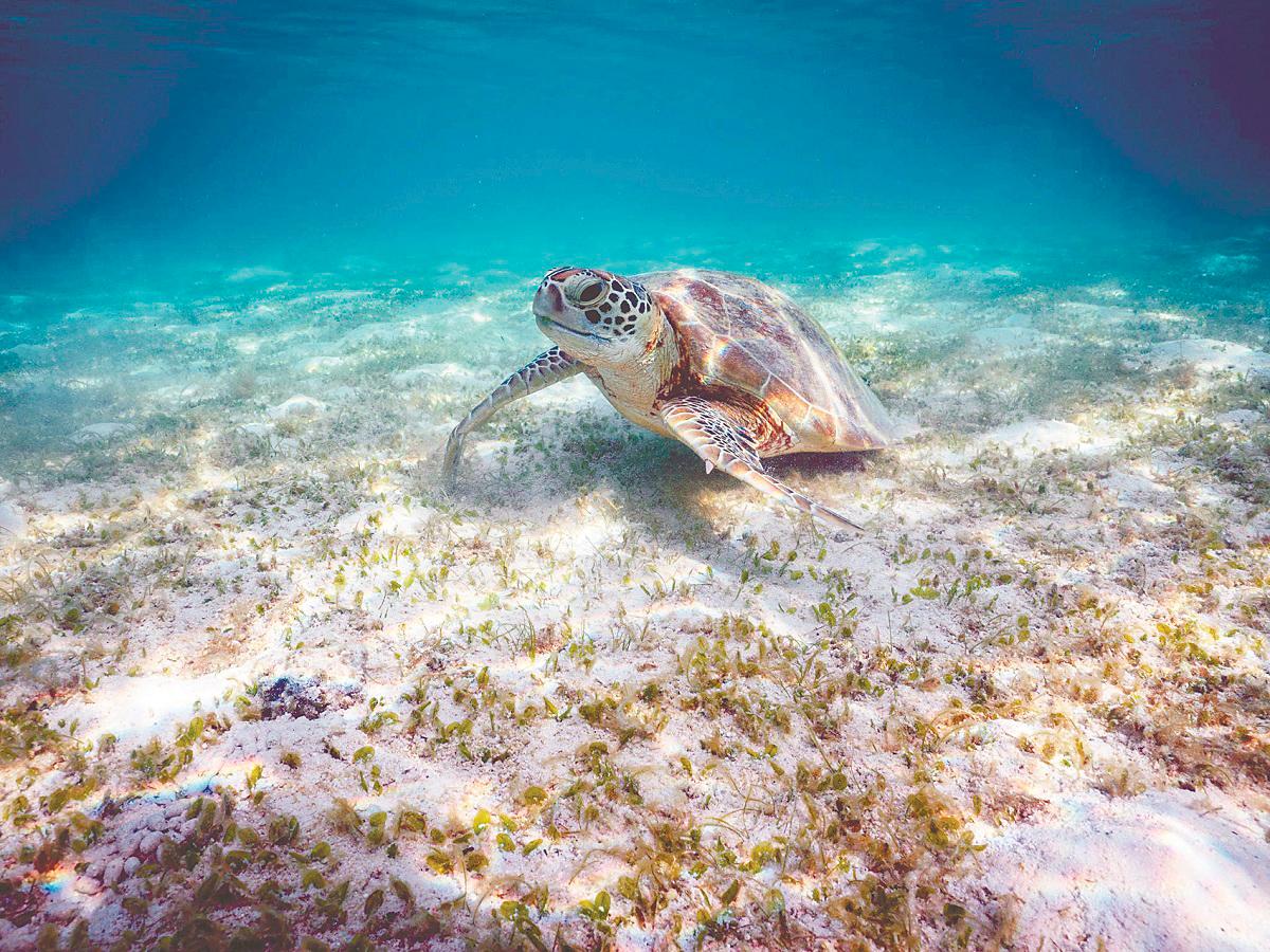 Coastal erosion, spurred by climate change and human activity, threatens nesting beaches like Telaga Papan. – PIC COURTESY OF WWF-MALAYSIA