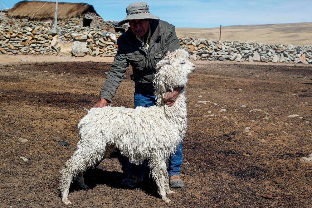 An Andean man holds an alpaca in the Quechua community of Lagunillas in Puno, southern Peru, on December 2, 2022/AFPPix