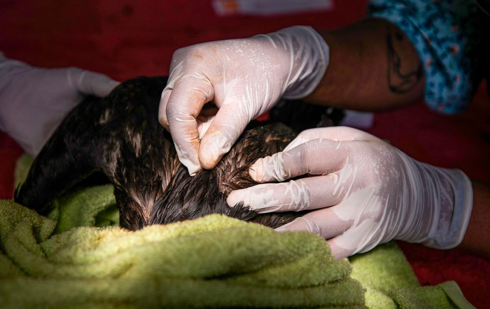 The Parque de las Leyenzas Zoo shows an oil-tainted cormorant receiveing medical treatment in Lima, on January 20, 2022. AFPPIX