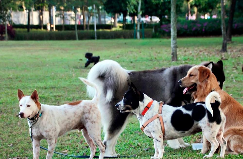 The Central Park is also a pet friendly park. – DESA PARK CITY $!The Central Park is also a pet friendly park. – DESA PARK CITY