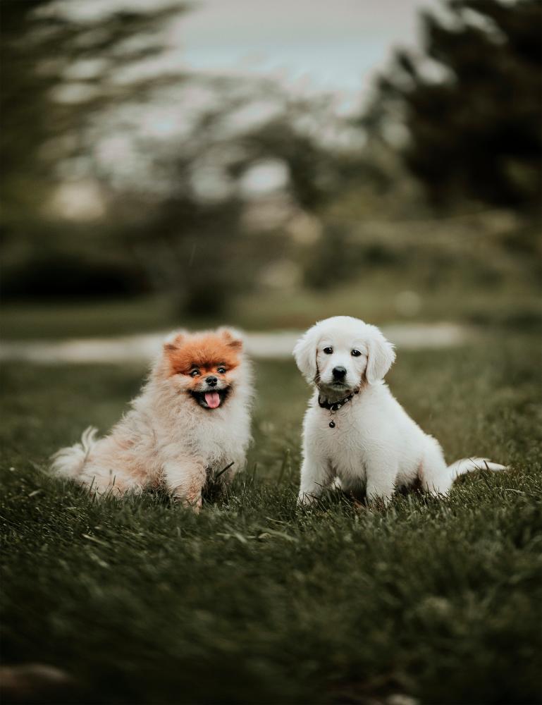 Researching before getting a pet helps ensure you choose the right animal that fits your lifestyle and needs. – PICS BY PEXELS