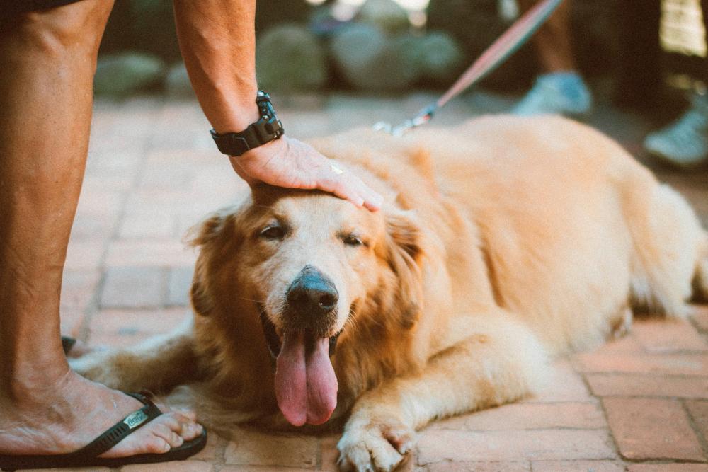 Regularly groom your pet to keep their coat clean and healthy, preventing matting and skin issues. – PICS BY PEXELS