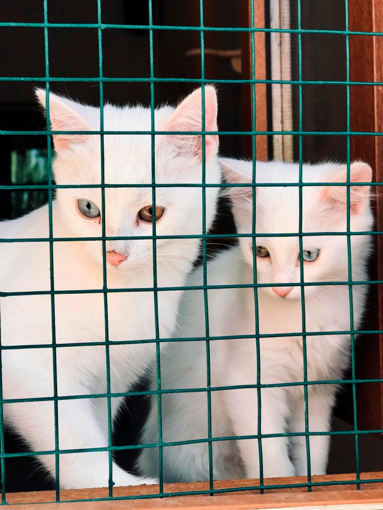 Adopting pets from shelters is more affordable than getting them from a pet store. – PEXELSPIC $!Adopting pets from shelters is more affordable than getting them from a pet store. – PEXELSPIC