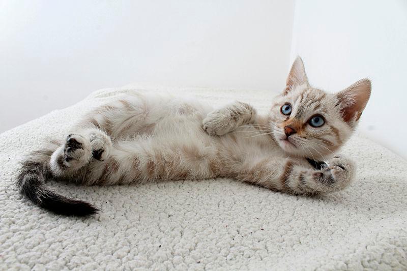 For representational purposes only- cat. PEXELSpix