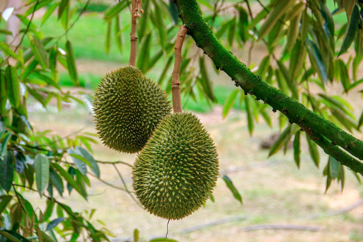 Gambar Hiasan sahaja. Durian. PEXELSpix