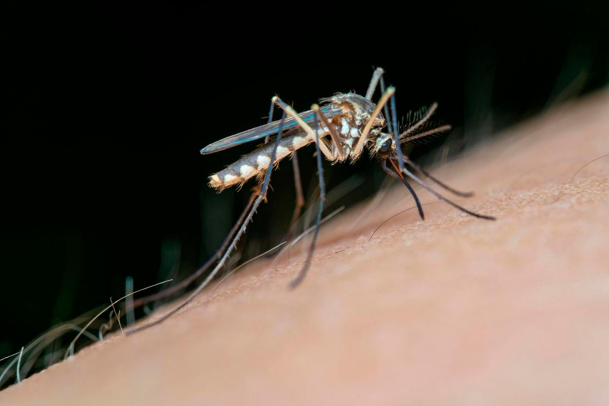For visual purposes only- A Mosquito. PEXELSpix