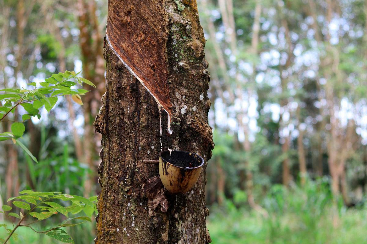 Gambar Hiasan sahaja - Pokok Getah - PEXELS