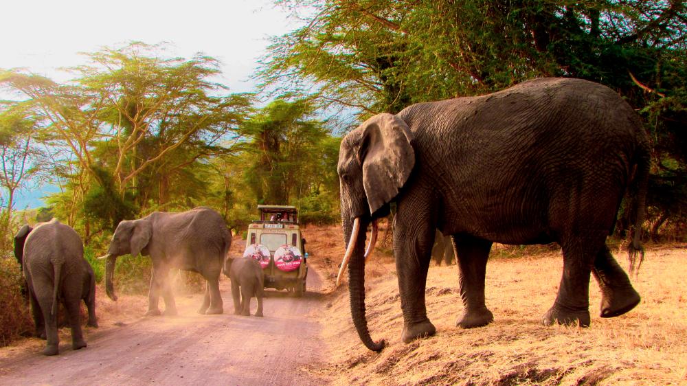 Tanzania is renowned for its rich wildlife including elephants. PEXELSPIX