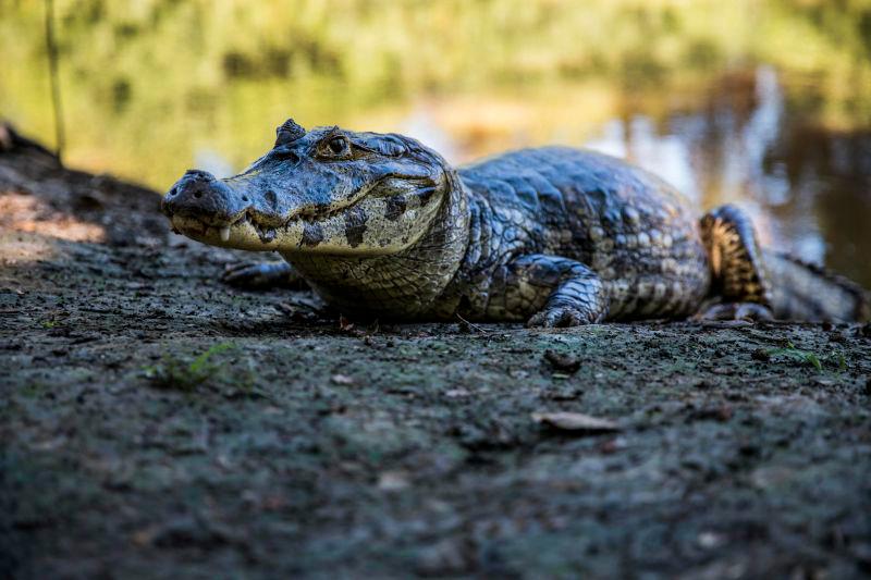 For visual purposes only. Alligator in Bolivia. PEXELSpix