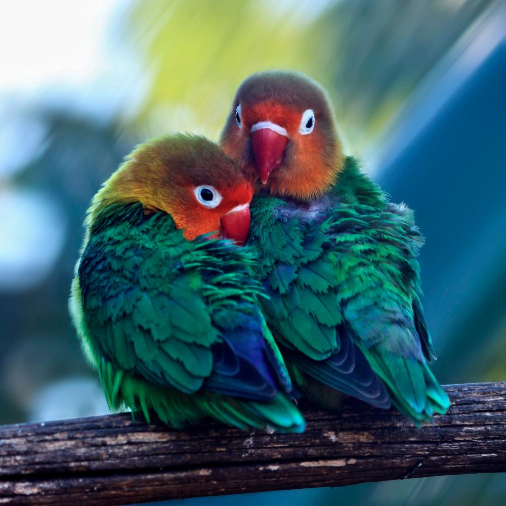 $!Lovebirds