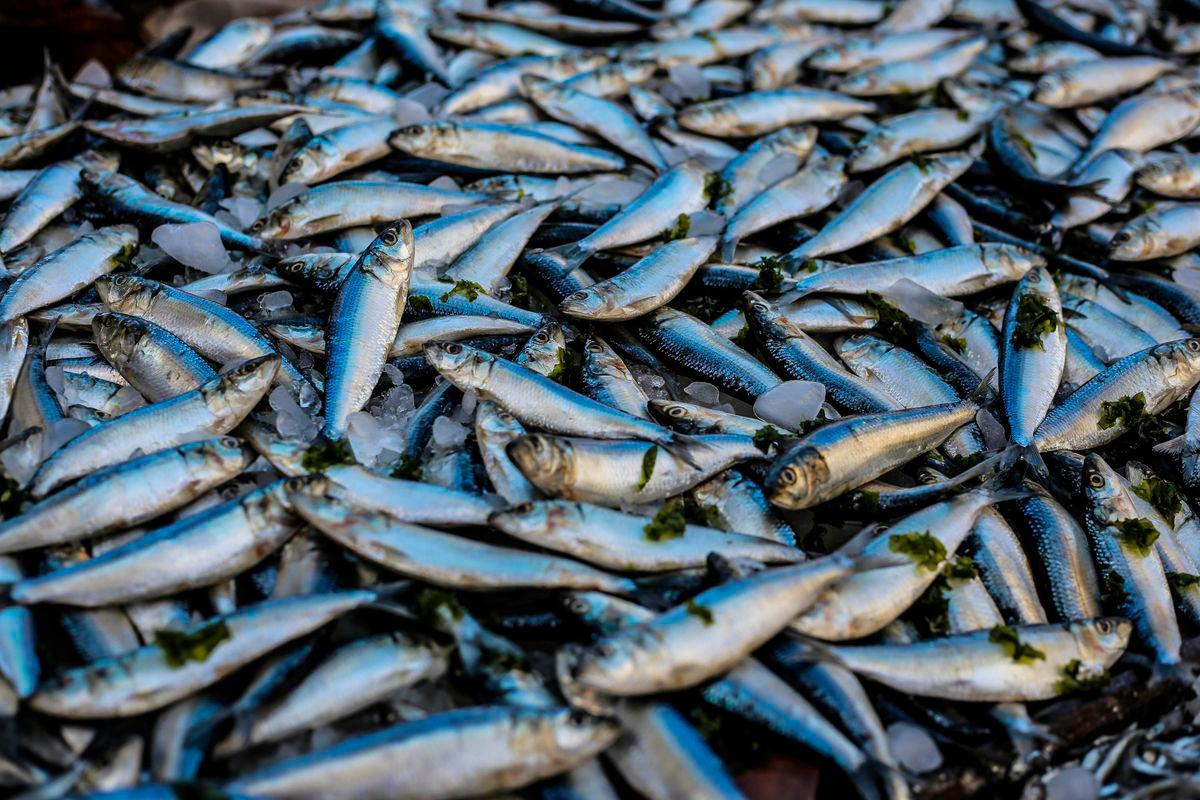 Gambar Hiasan sahaja - ikan - PEXELS