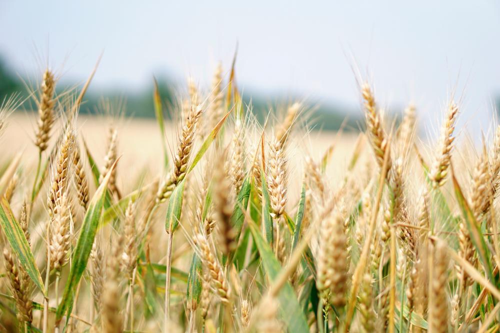 Selangor, Penang &amp; Sabah emerged as top importers of wheat
