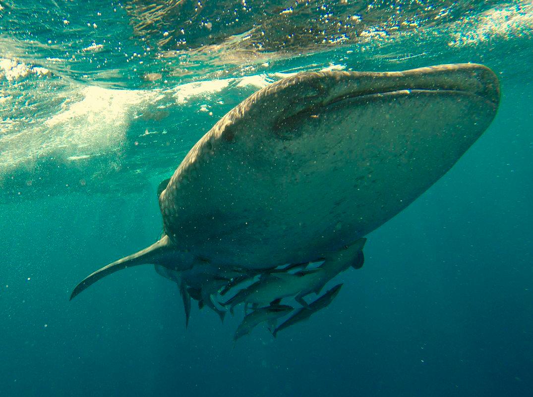 The Whale Shark is not among the usual species landed by fishermen in local waters. – PEXELSPIX