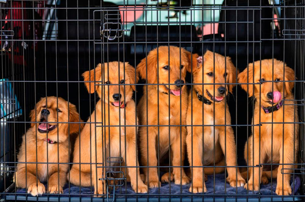 Pet adoption helps alleviate congestion in animal shelters. – PEXELSPIC $!Pet adoption helps alleviate congestion in animal shelters. – PEXELSPIC