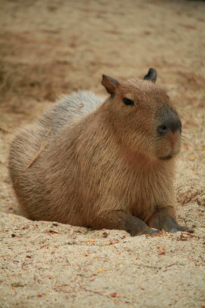 $!Capybara.