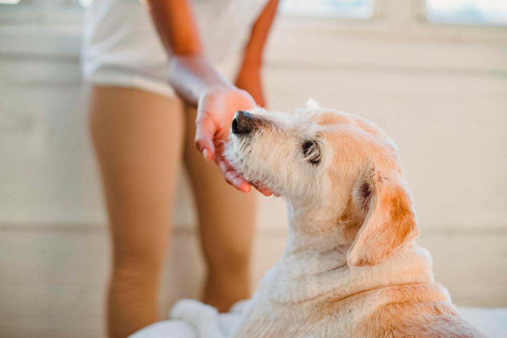 $!Animal first aid knowledge empowers pet owners to confidently respond to unexpected situations and provide immediate assistance when needed. – PICS FROM PEXELS