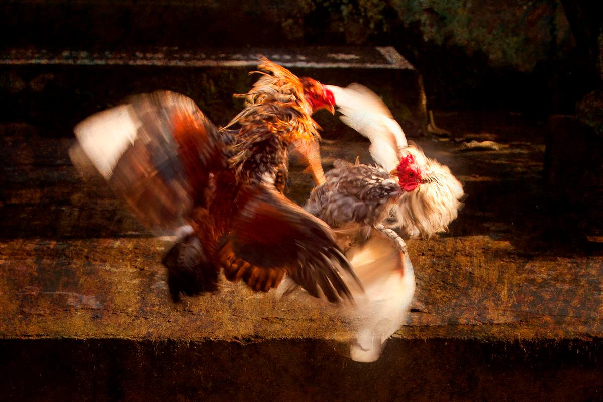 Gambar Hiasan sahaja- Ayam -PEXELS