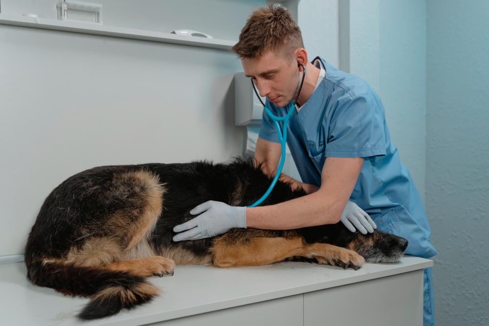 $!Schedule routine veterinary check-ups to monitor your pet’s health.