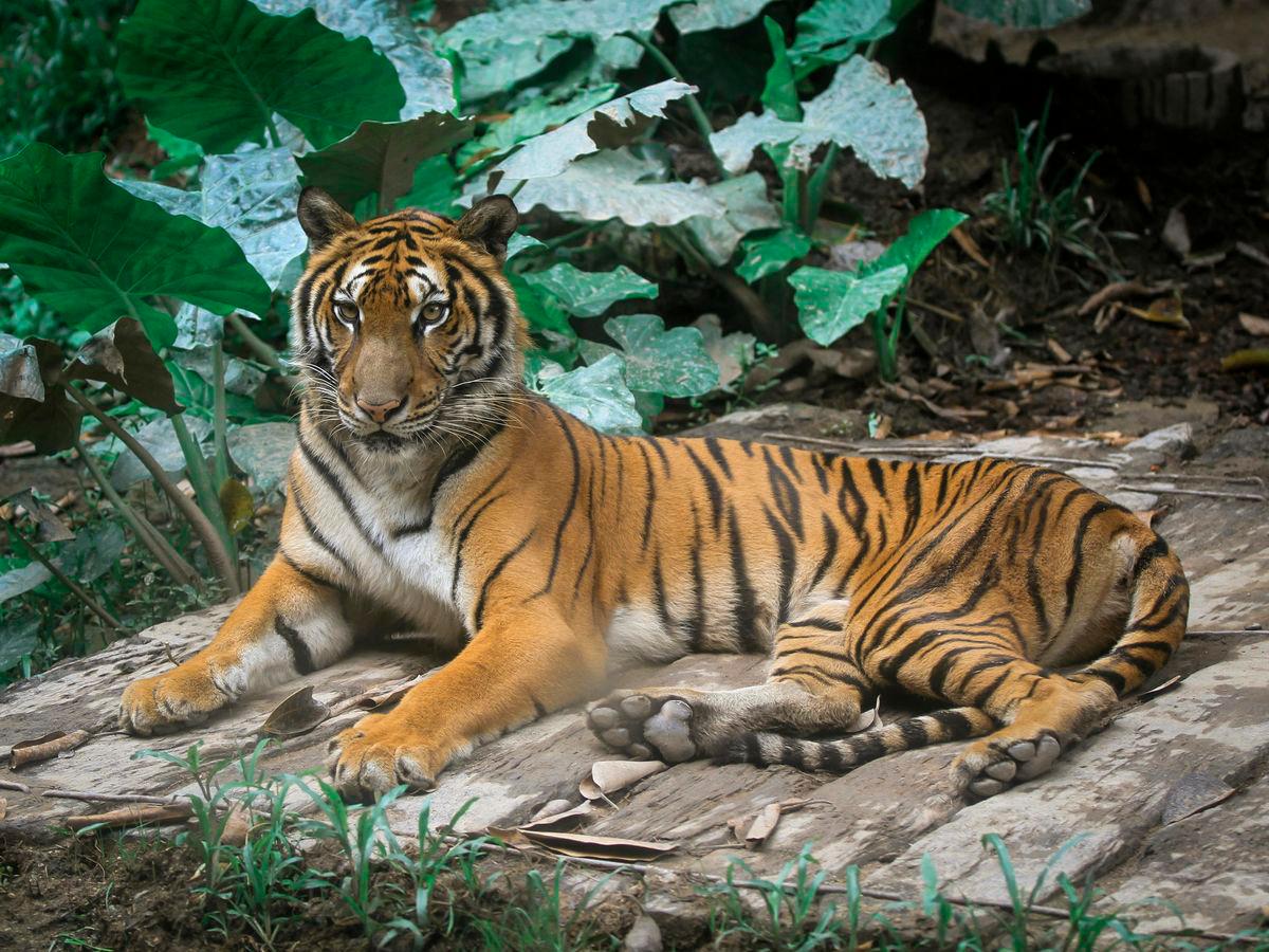 Gambar Hiasan sahaja-Harimau. PEXELSpix