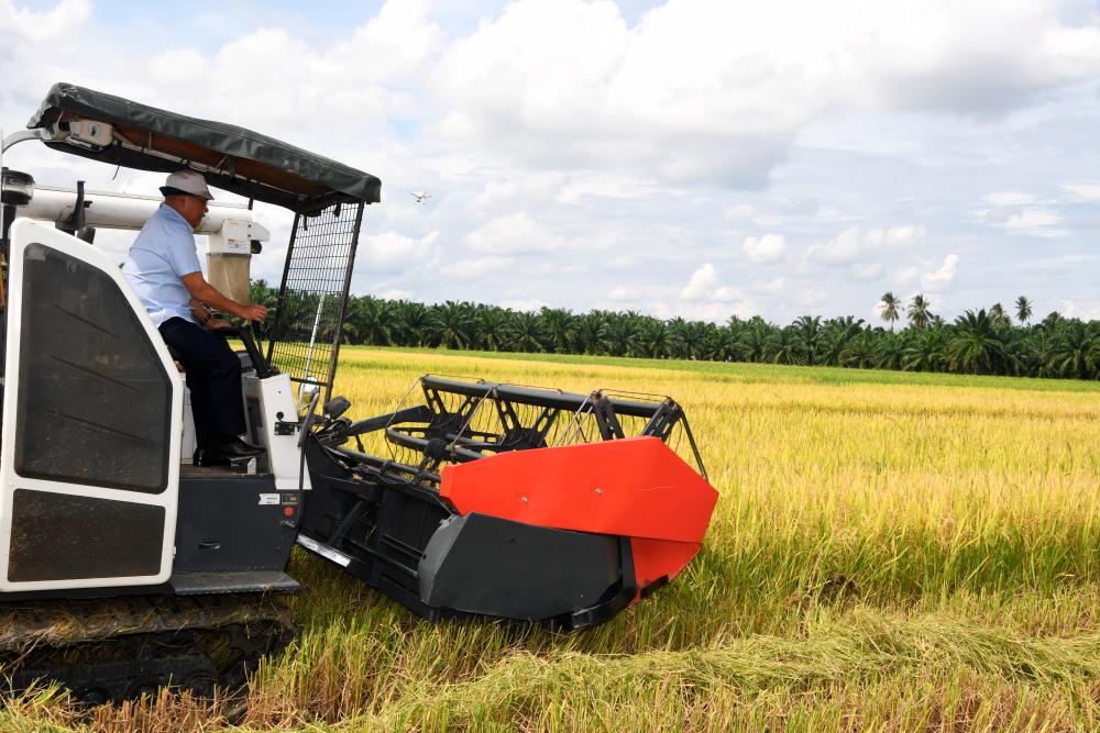 Agriculture and Food Industry Minister Datuk Seri Dr Ronald Kiandee conducts a rice harvest demonstration using a rice paddy machine at the Sungai Setar Kechil paddy field in Seberang Perai Selatan on June 20, 2020. - Bernama