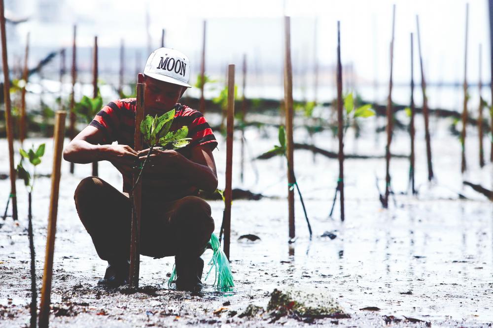 $!SHORING UP THE SHORES ... A volunteer planting mangrove saplings at a Negri Sembilan Forestry Department project site in Port Dickson. The initiative aims to create a natural buffer zone against beach erosion. – BERNAMAPIX