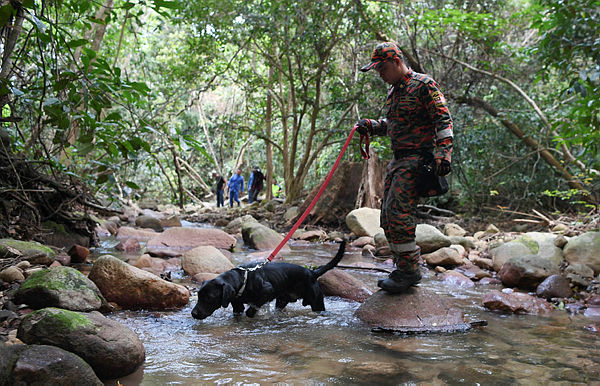 A search dog takes part in a SAR operation to find a Finnish tourist who was reported missing on Jan 22 in Pulau Tioman. — Bernama