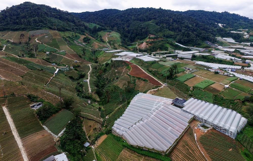 An aerial view of illegal farming sites tresspassing on river reserves and road reserves near the Pos Terisu orang asli settlement, Cameron Highland on Jan 3, 2019. — Bernama
