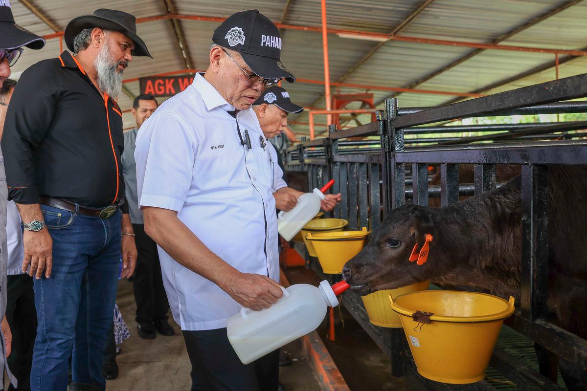 Pahang Chief Minister Datuk Seri Wan Rosdy Wan Ismail feeds milk to a wagyu calf after officiating the AGK Dairy Fresh Sdn Bhd Ruminant Livestock Farm here today. Also present was AGK Dairy Fresh Sdn Bhd Managing Director, Abdul Gaffar Khan Amirullah (left). – BERNAMA
