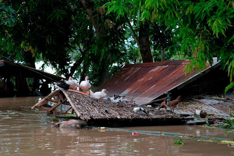 A flock of ducks sit atop a roof of a submerged house brought about from Tropical Storm Trami in Bula town, Camarines Sur province, South of Manila on October 26, 2024. - AFPPIX