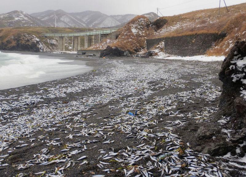 Photo shows beached sardines in Matsumae, Hokkaido. Photo: Kyodo