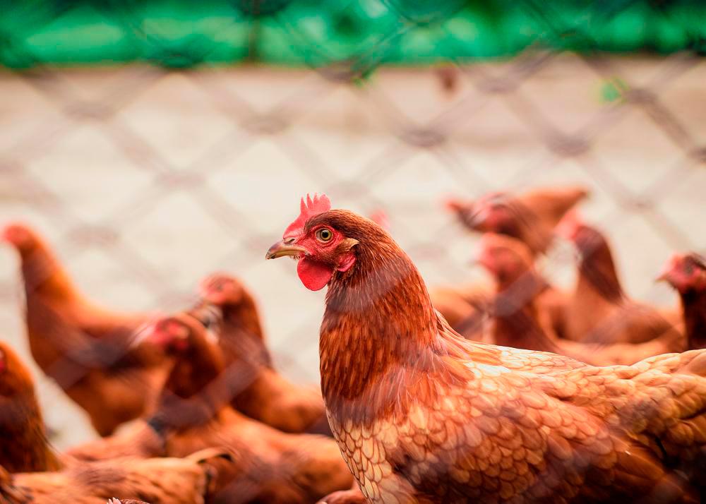 Singaporean authorities issue bird flu advisory, warns public not to touch or feed wild birds