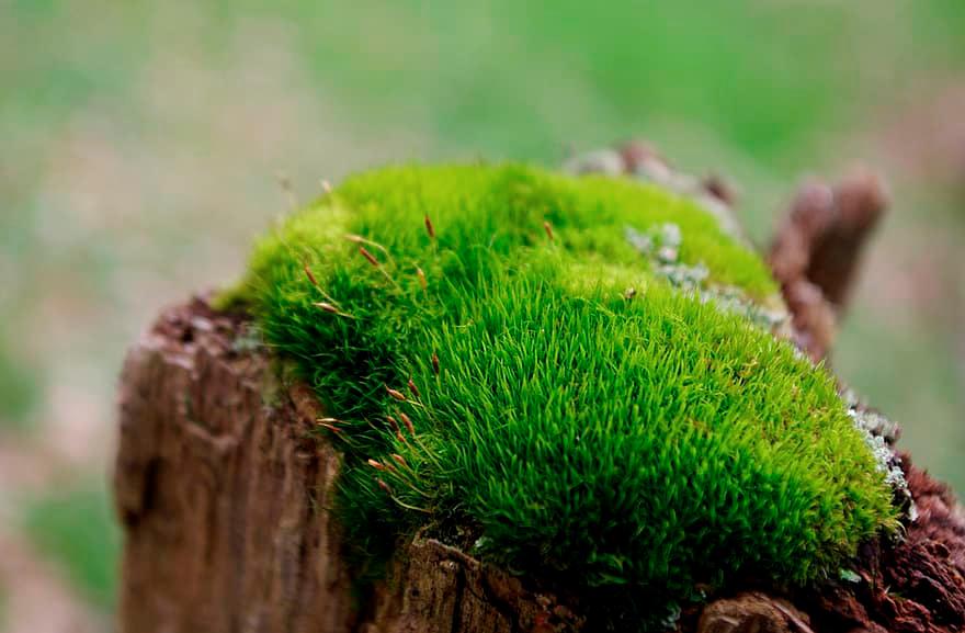 $!Pincushion moss can thrive in sunlight and can also withstand dry conditions. – PIKIST