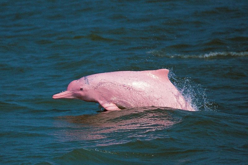 The Chinese white dolphin, popularly known as the pink dolphin due to its pale pink colouring, draws scores of tourists daily to the waters north of Hong Kong’s Lantau island. — AFP