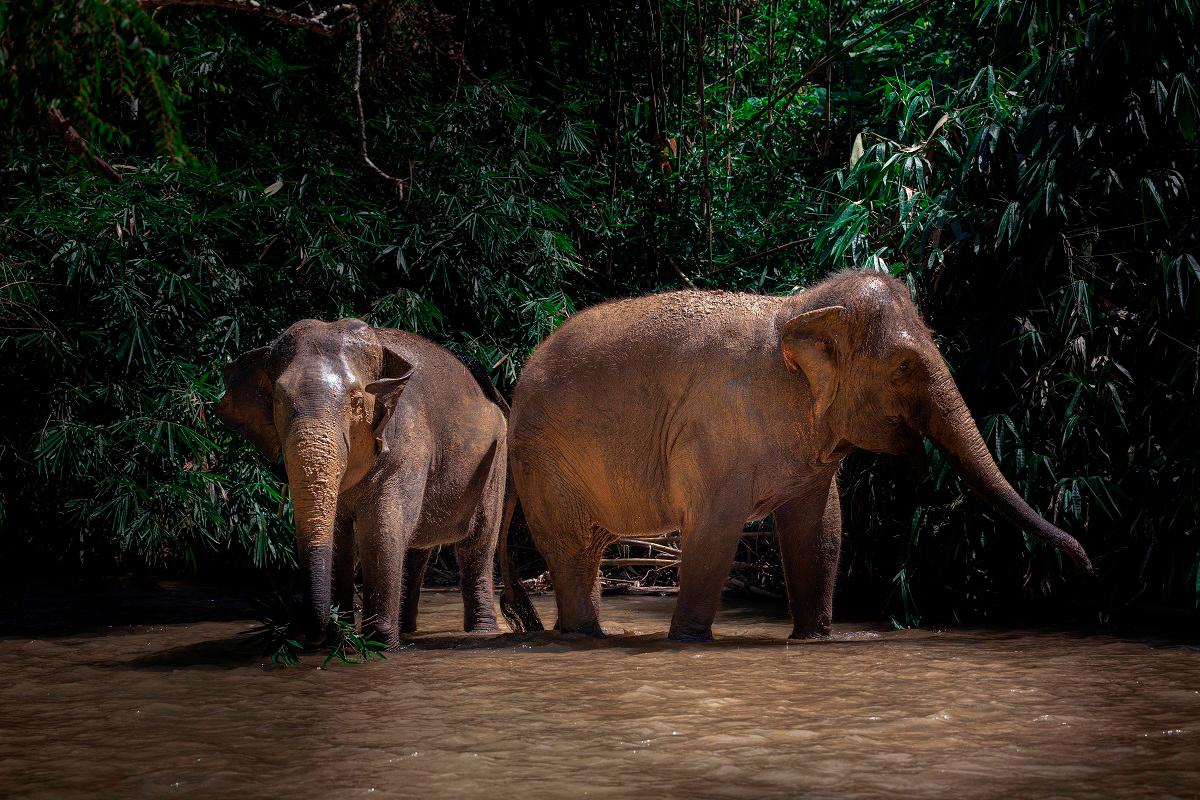Users of the East-West Highway (JRTB) Gerik-Jeli are accustomed to seeing these majestic creatures wandering along roadsides or venturing into villages and farms. - Bernama file pic