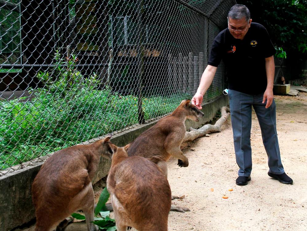 Energy and Natural Resources Minister Datuk Dr Shamsul Anuar Nasarah feeds kangaroos during the national-level Tiger and Elephant Conservation Day celebration at the Taiping Zoo today. - Bernama