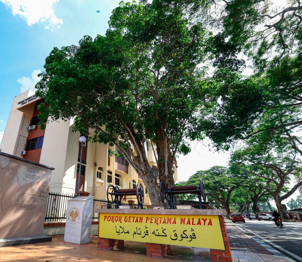 IPOH, 22 June -- The first rubber tree planted in Malaysia, which is now 146 years old, remained intact during a BERNAMA survey at its location next to the Kuala Kangsar Land and District Office recently. BERNAMAPIX