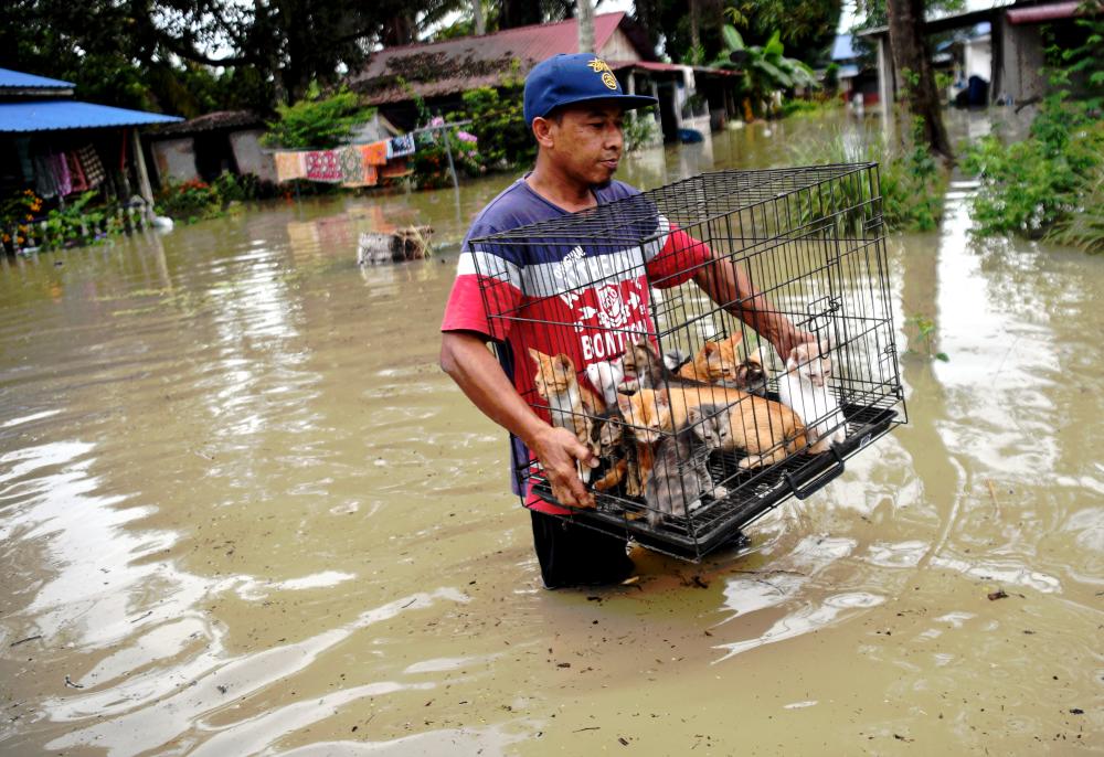 TELUK INTAN, Jan 4 2021-Local resident, Raffe Zain Md Isa, 46, rescued cold kittens after his house was affected by floods in Kampung Changkat Jong. BERNAMAPIX